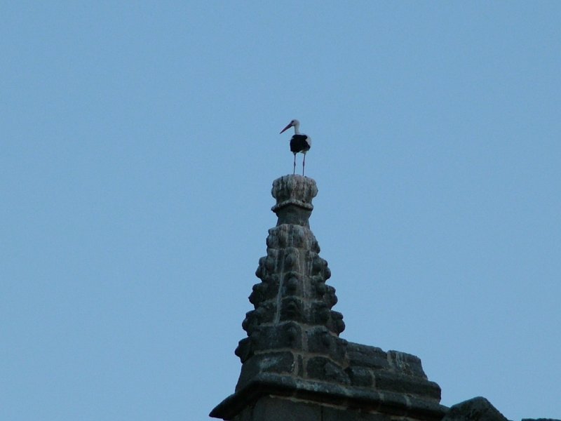 Pin&aacute;culo de la Catedral